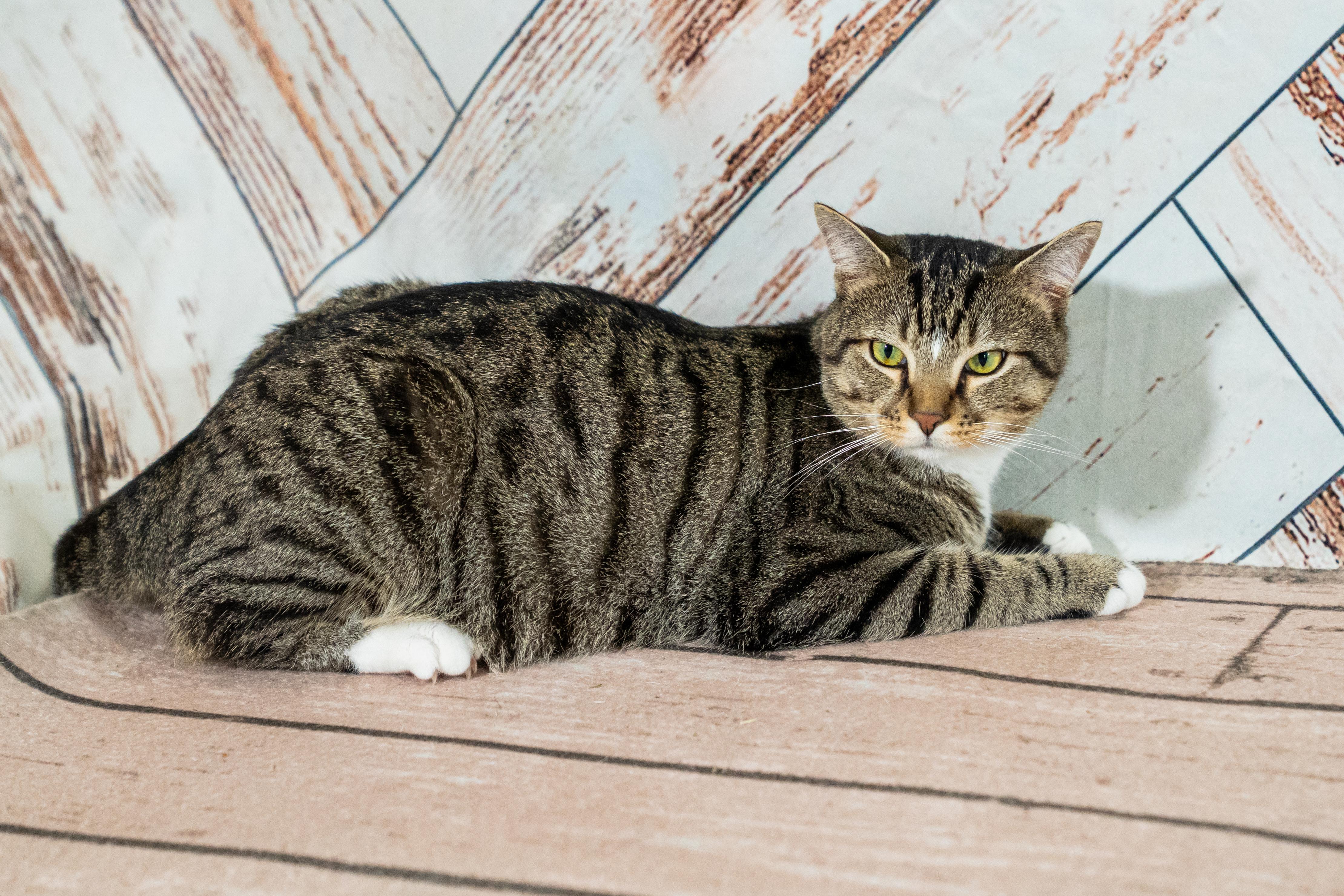 Robbie Rotten, a Adoptable Domestic Short Hair in Dellslow, WV image 6/6