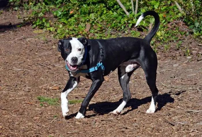 Enlarge Vinny, a ADOPTABLE mixed breed in Coupeville, WA image 2/5