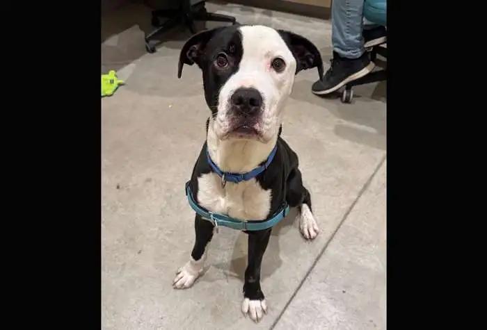 Enlarge Vinny, a ADOPTABLE mixed breed in Coupeville, WA image 3/5