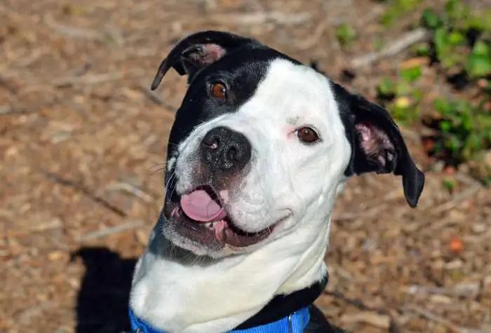 Vinny, ADOPTABLE, Adult Male Great Dane & Mixed Breed.