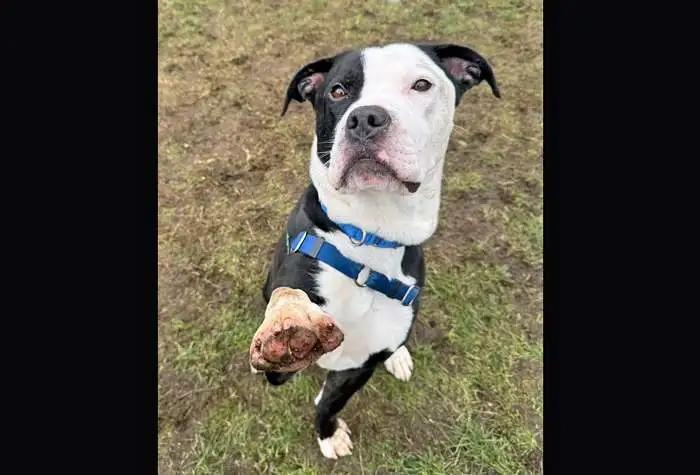 Enlarge Vinny, a ADOPTABLE mixed breed in Coupeville, WA image 4/5