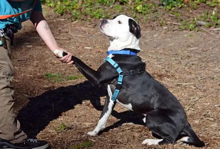 Enlarge Vinny, a ADOPTABLE mixed breed in Coupeville, WA image 5/5