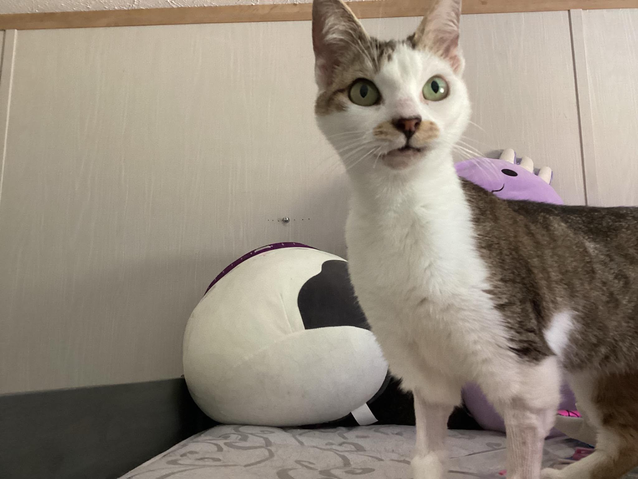 Maria, Adoptable, Young Female Domestic Short Hair.