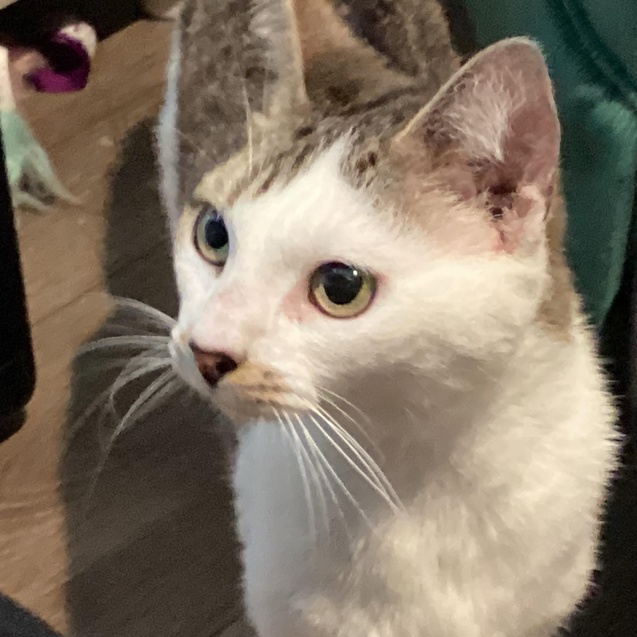 Enlarge Maria, a Adoptable Domestic Short Hair in Fuauay Varina, NC image 2/3