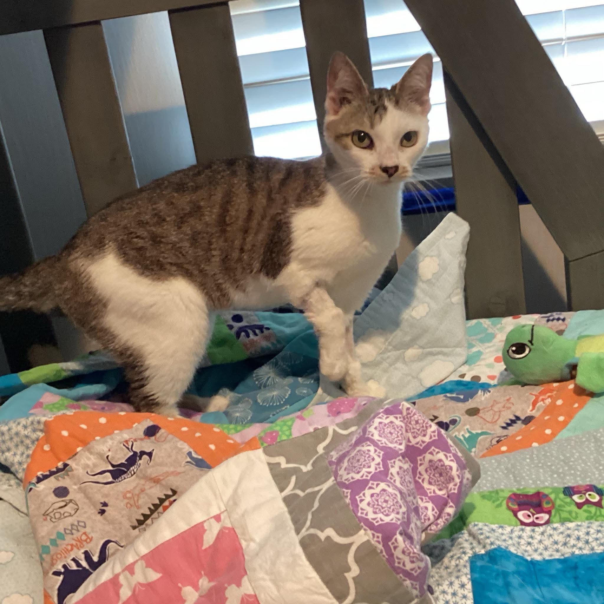 Enlarge Maria, a Adoptable Domestic Short Hair in Fuauay Varina, NC image 3/3
