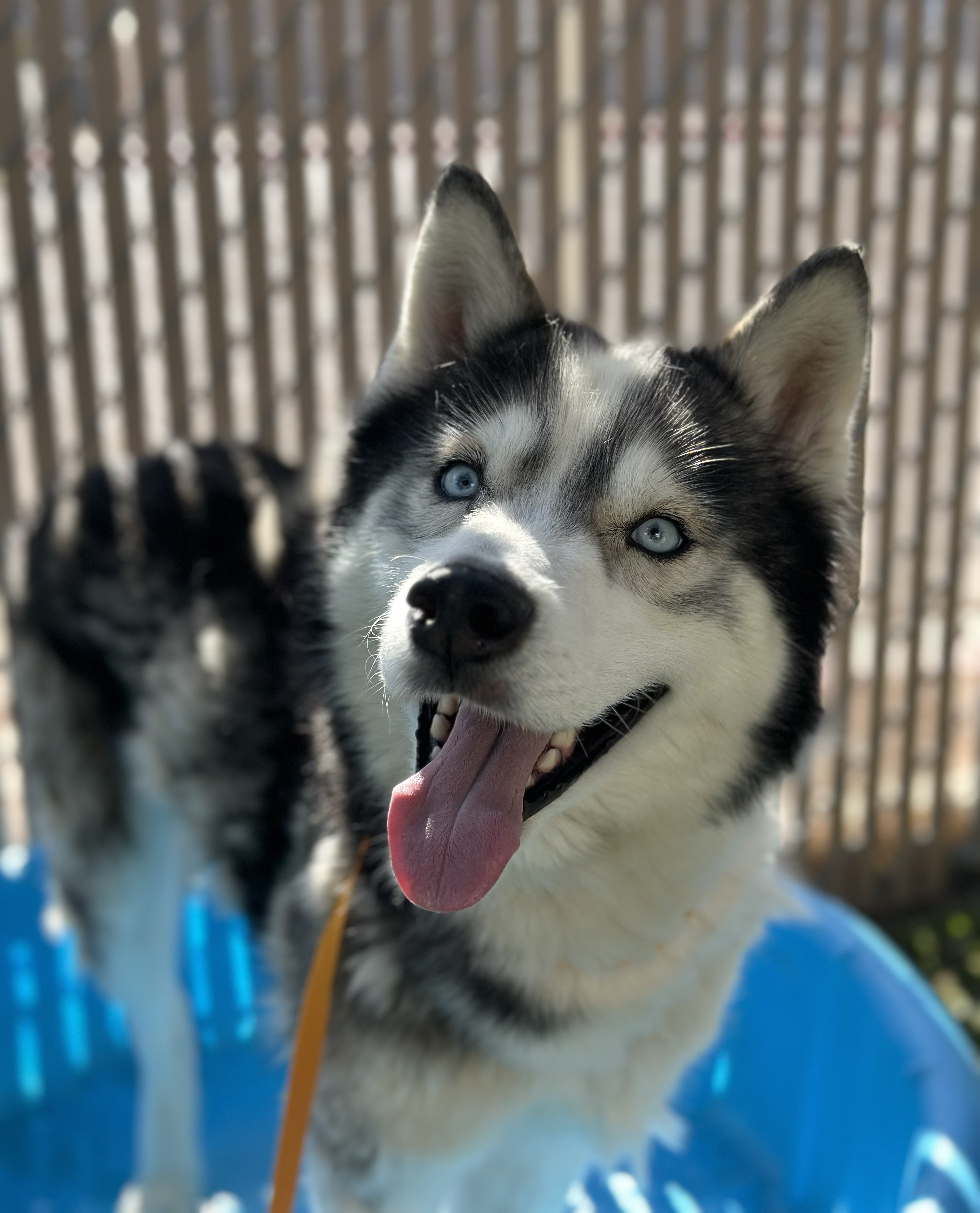 Enlarge Snoopy, an adoptable Siberian Husky in Scottsdale, AZ image 1/3