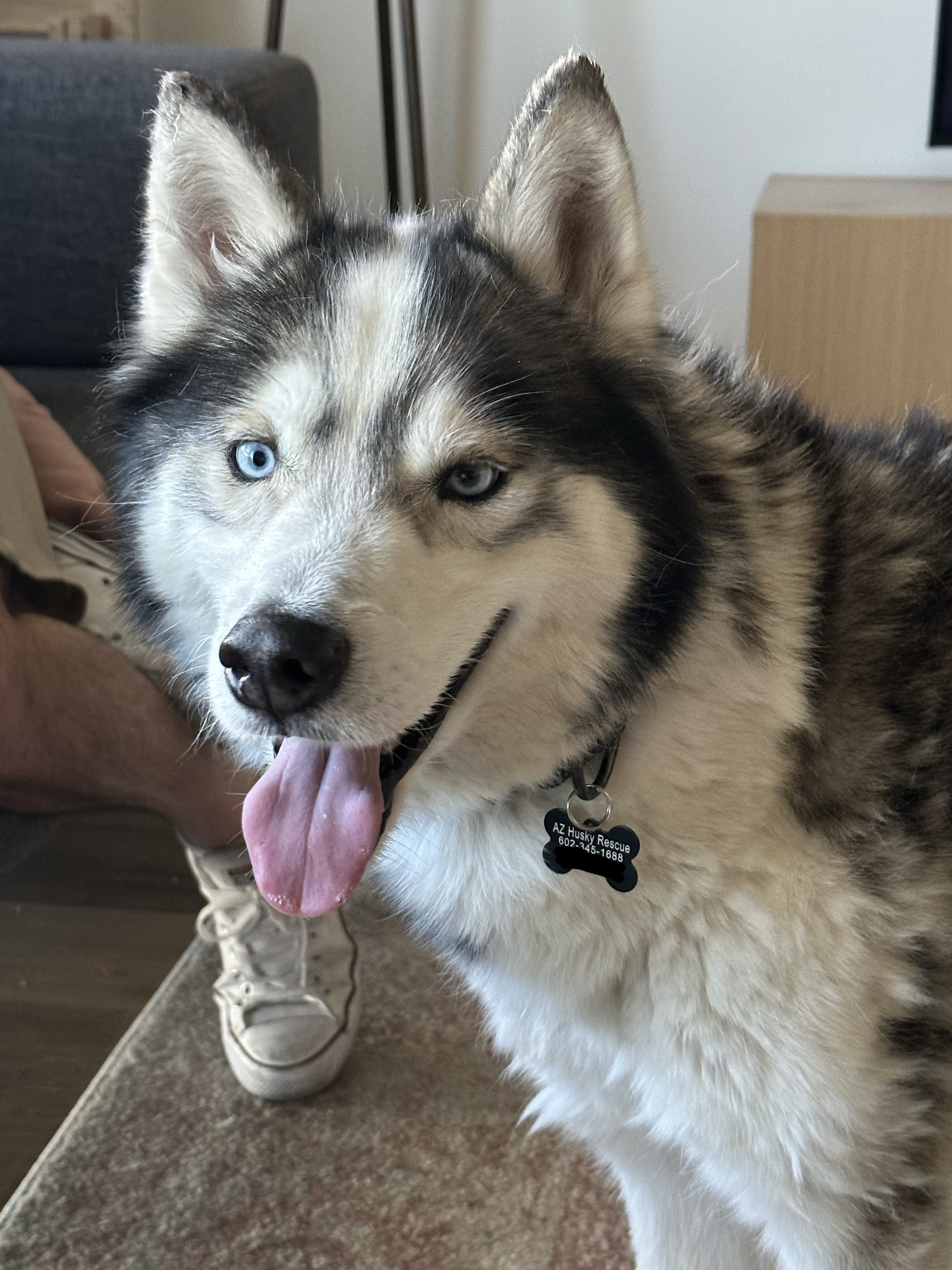Enlarge Snoopy, an adoptable Siberian Husky in Scottsdale, AZ image 2/3