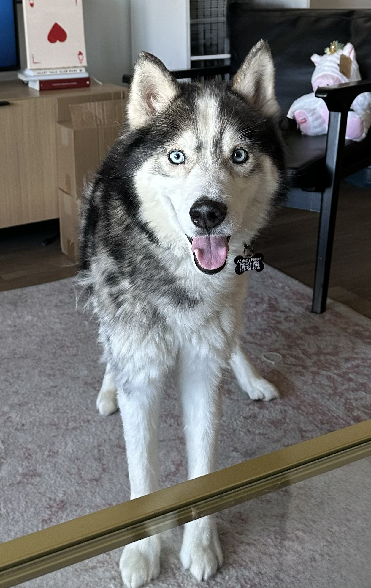 Enlarge Snoopy, an adoptable Siberian Husky in Scottsdale, AZ image 3/3