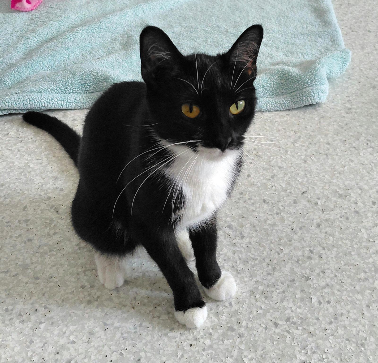 London, Adoptable, Adult Female Domestic Short Hair.