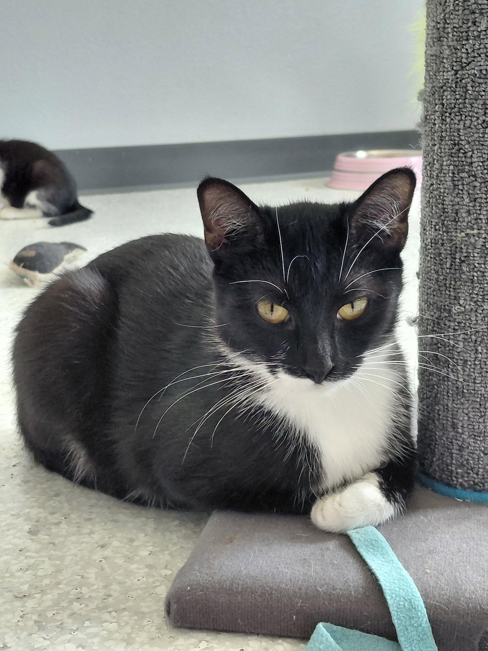Enlarge London, a Adoptable Domestic Short Hair in Montello, WI image 2/3