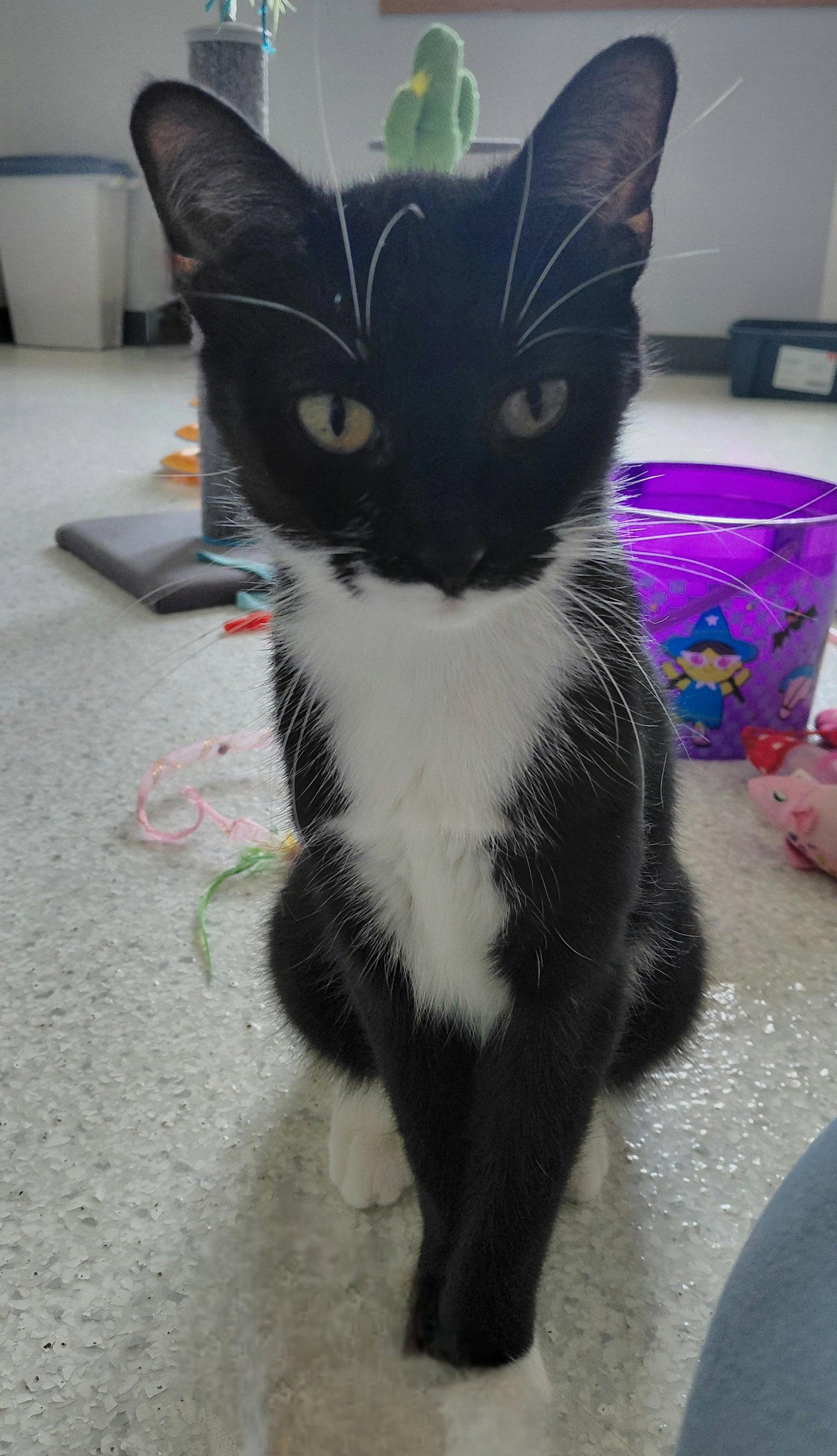 Enlarge London, a Adoptable Domestic Short Hair in Montello, WI image 3/3