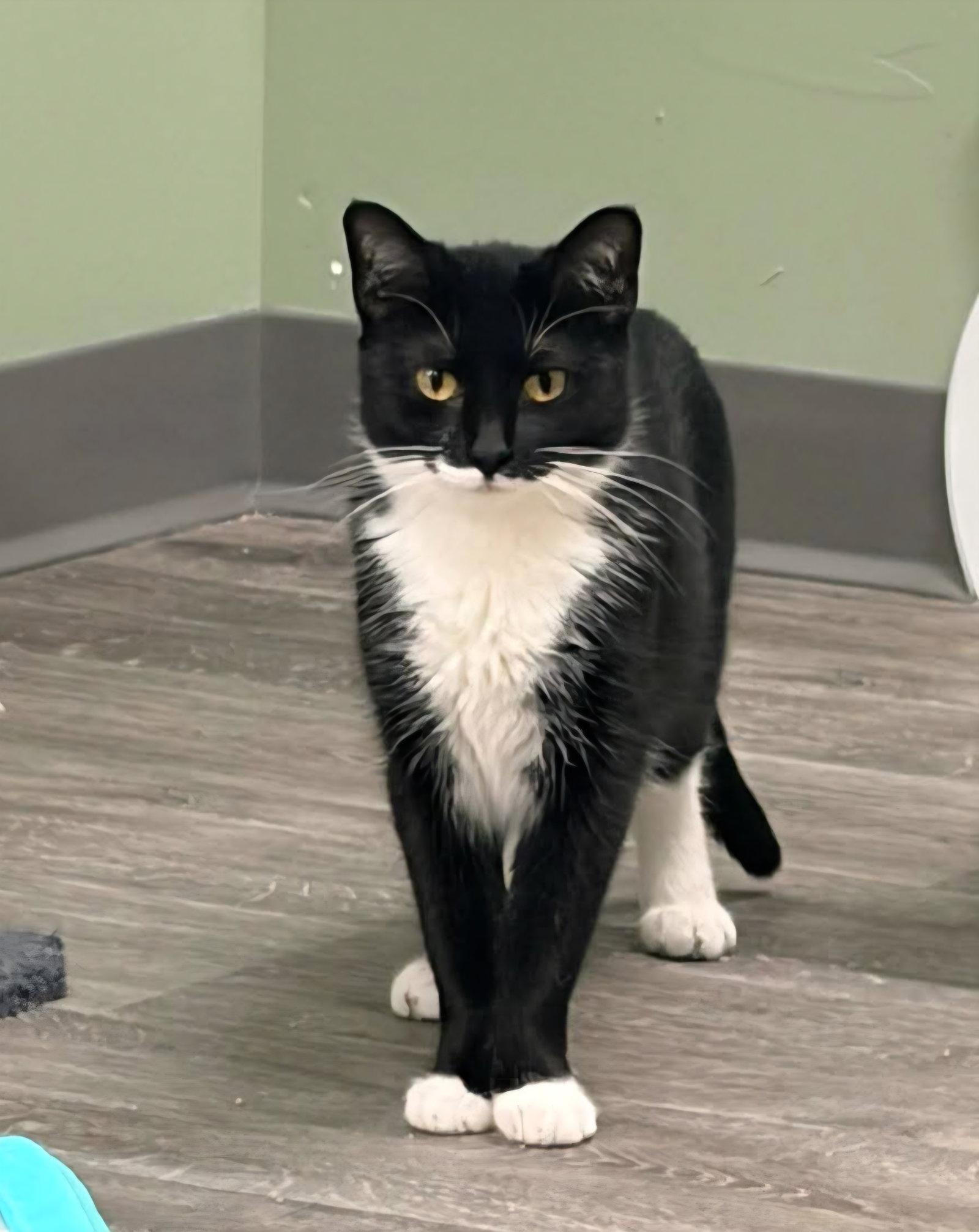London @ The Cat's Brew, Adoptable, Adult Female Domestic Short Hair.