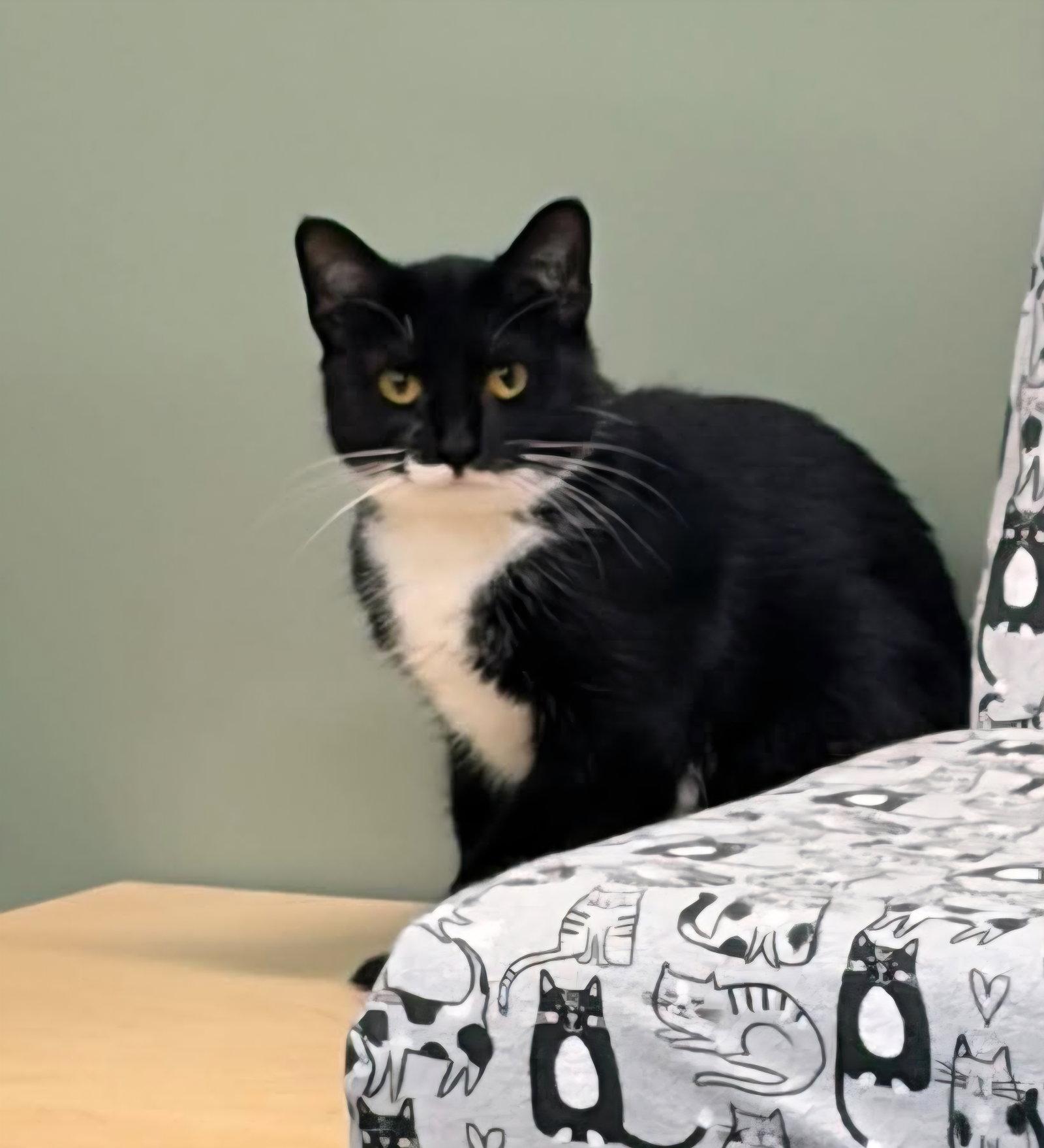 Enlarge London @ The Cat's Brew, a Adoptable Domestic Short Hair in Montello, WI image 2/3