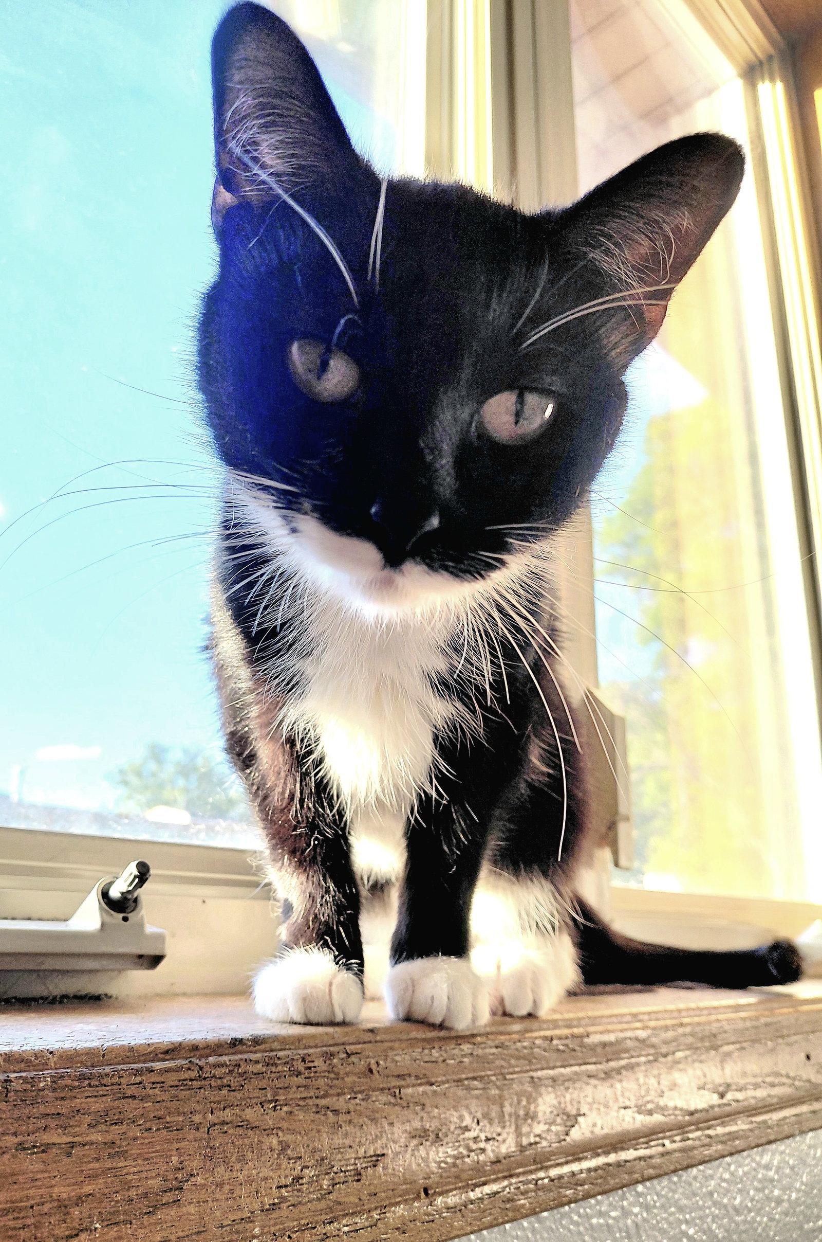 Enlarge London @ The Cat's Brew, a Adoptable Domestic Short Hair in Montello, WI image 3/3