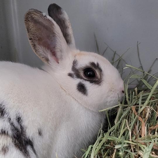 Renata, Adoptable, Adult Female English Spot.