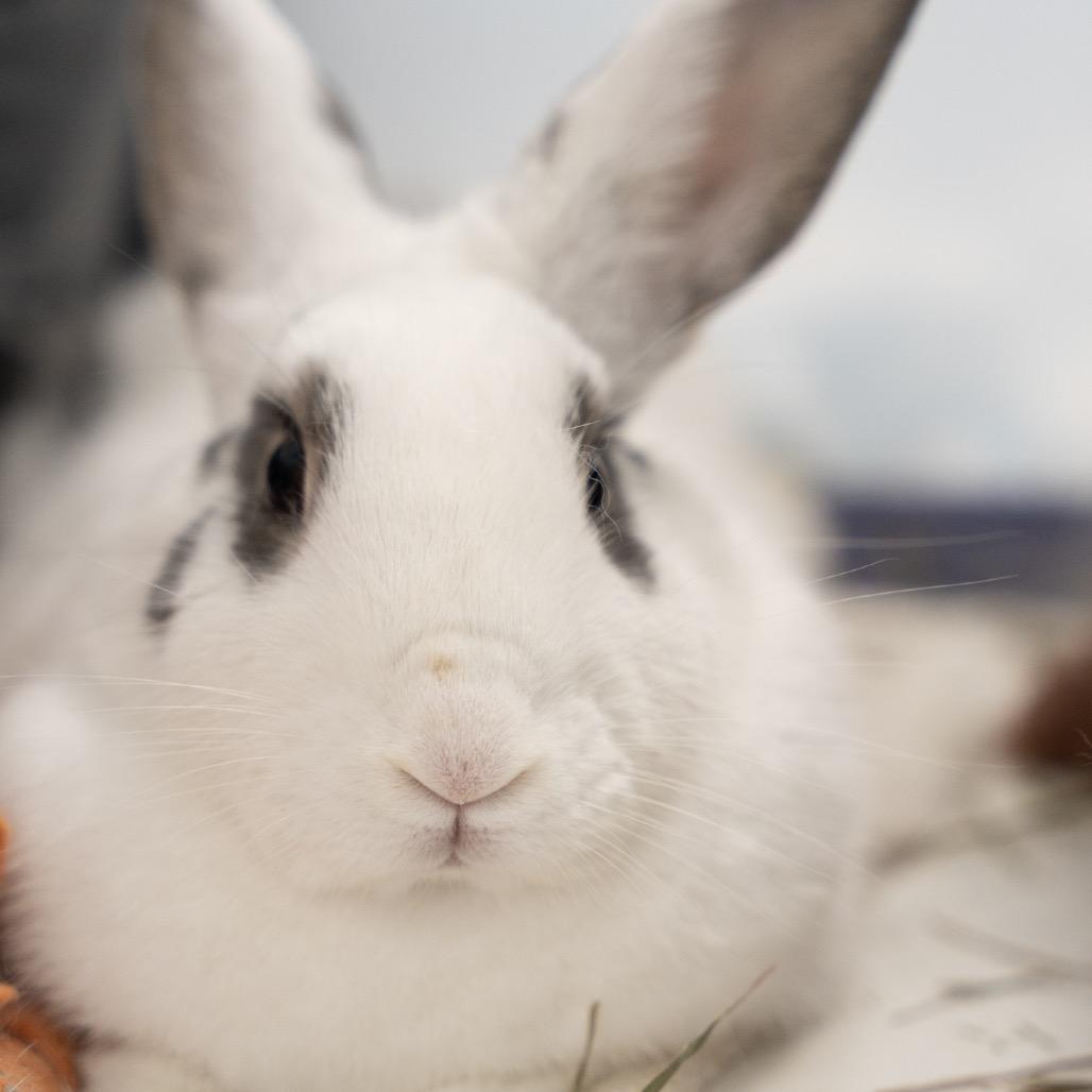 Enlarge Renata, a Adoptable English Spot in Kennesaw, GA image 2/2