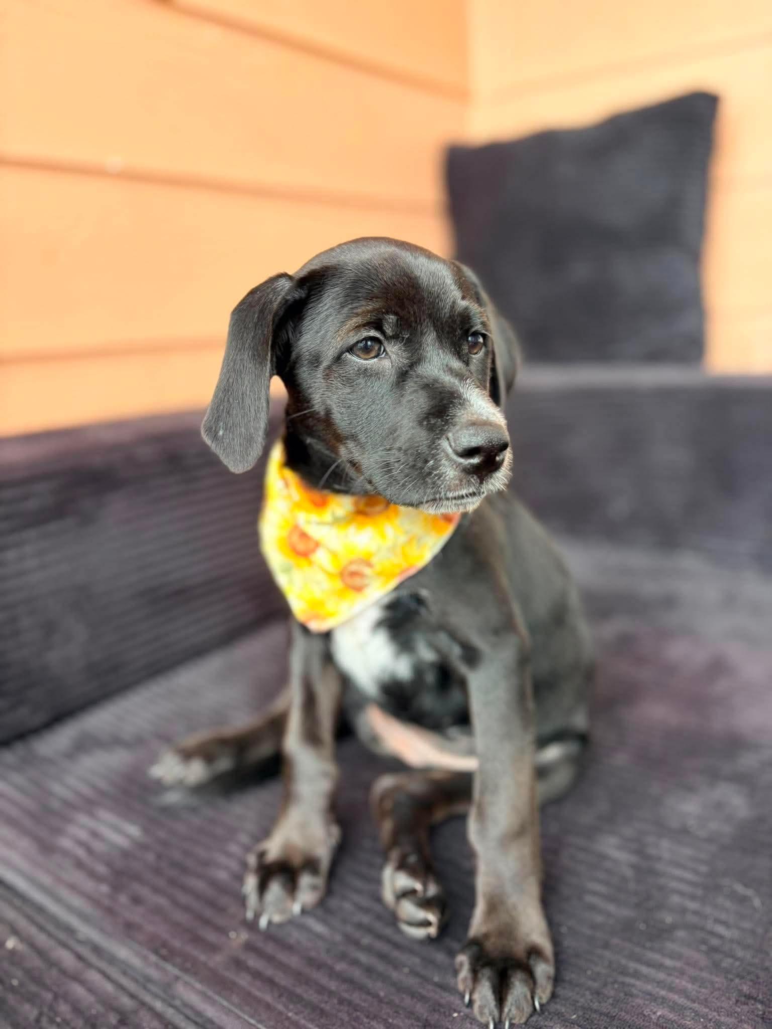 Enlarge Amelia, an adopted mixed breed in Wando, SC image 4/5