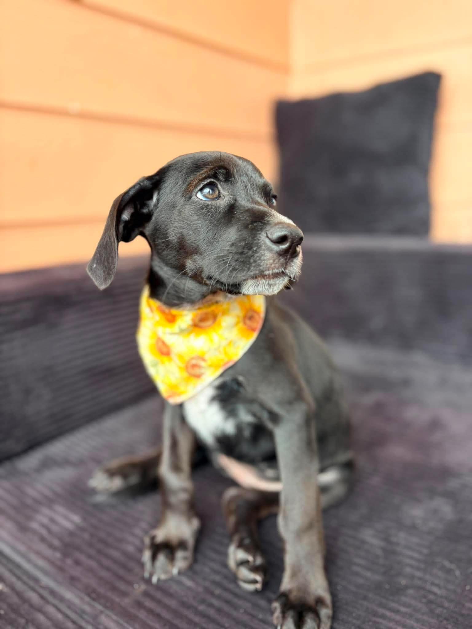 Enlarge Amelia, an adopted mixed breed in Wando, SC image 3/5