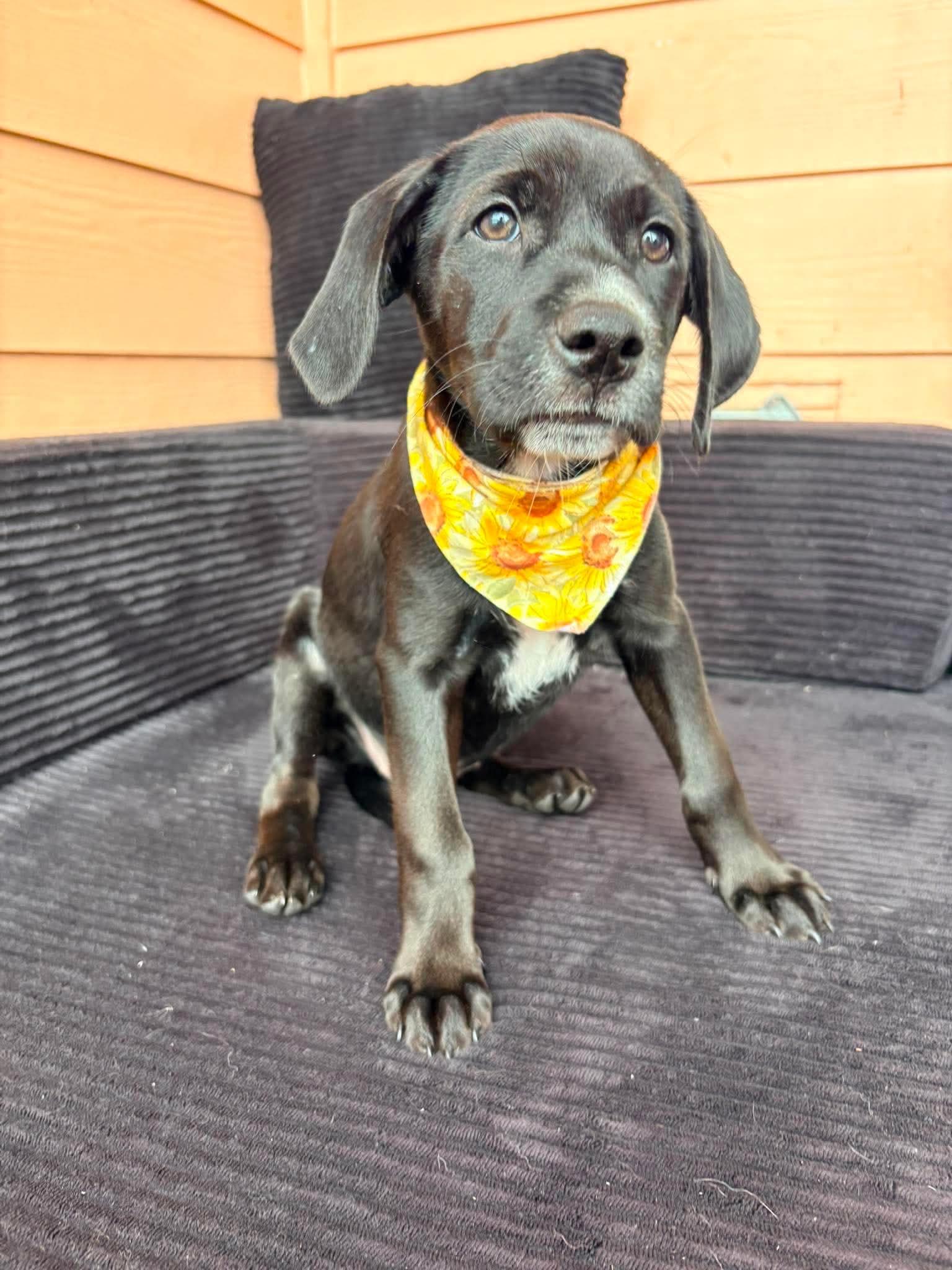 Enlarge Amelia, an adopted mixed breed in Wando, SC image 2/5