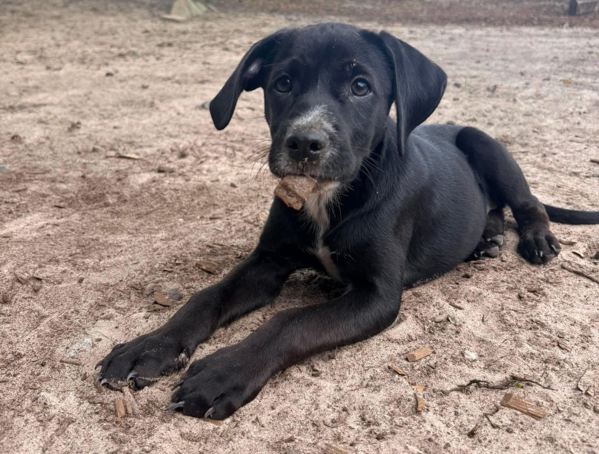 Enlarge Amelia, an adopted mixed breed in Wando, SC image 5/5