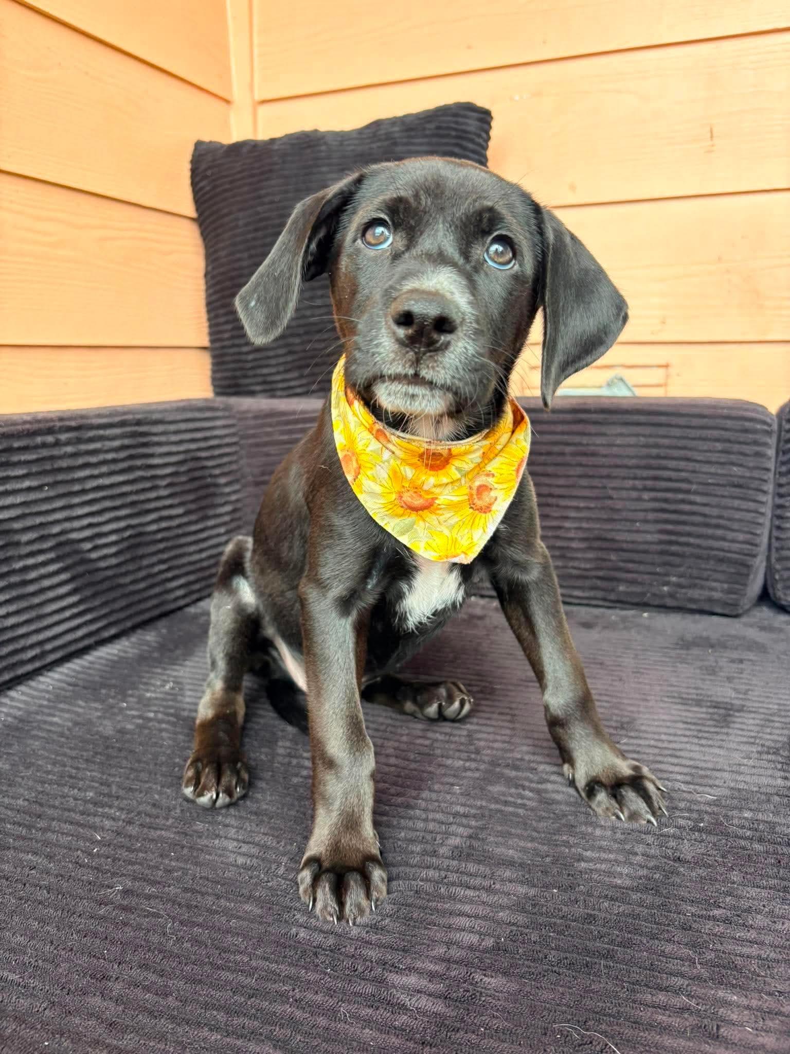 Amelia, adopted, Puppy Female Black Labrador Retriever.