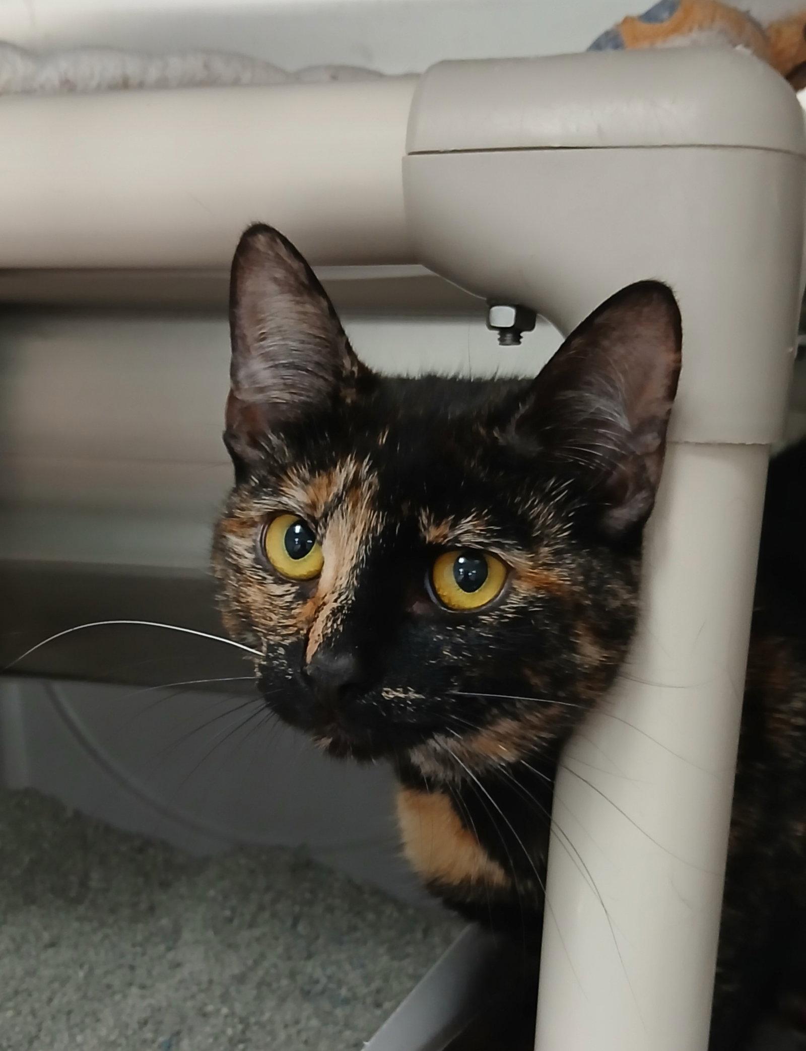 Nikita, Adoptable, Adult Female Tortoiseshell & Domestic Short Hair.