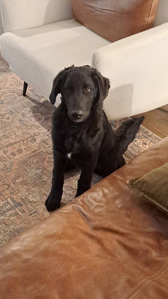 Enlarge Chicken, a Adoptable mixed breed in Colorado Springs, CO image 1/2