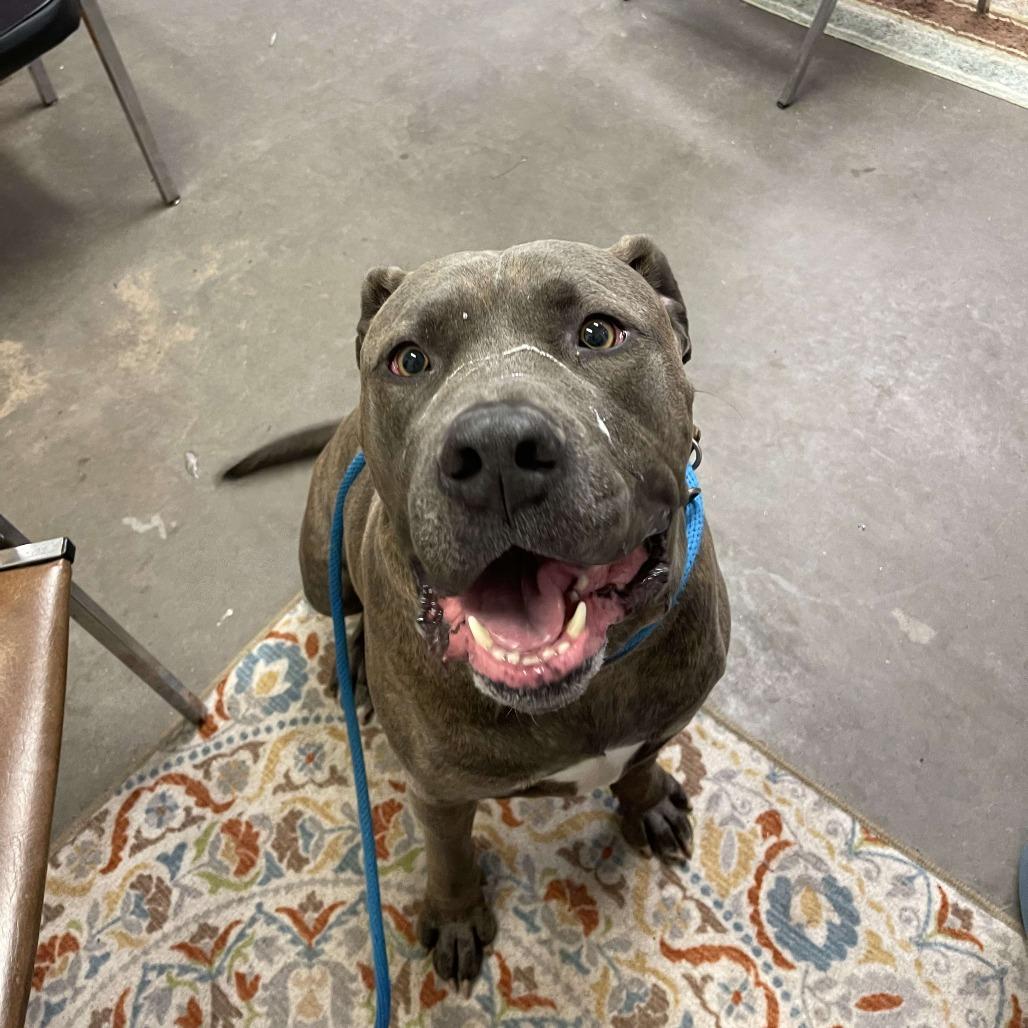 Herbie, Adoptable, Adult Male Pit Bull Terrier & Mixed Breed.