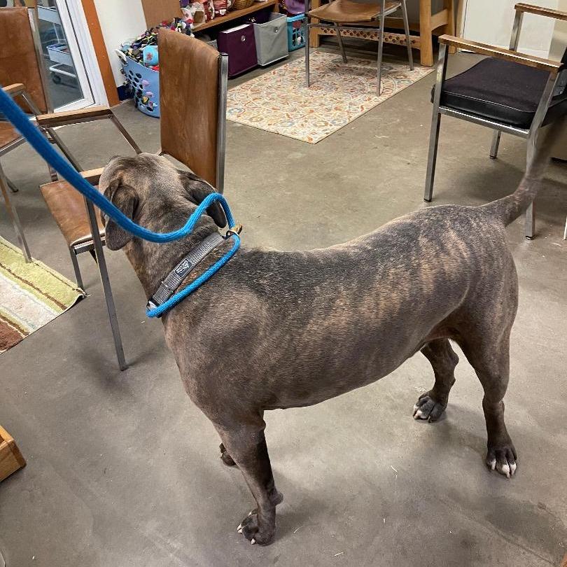 Enlarge Herbie, a Adoptable mixed breed in Park Falls, WI image 2/3