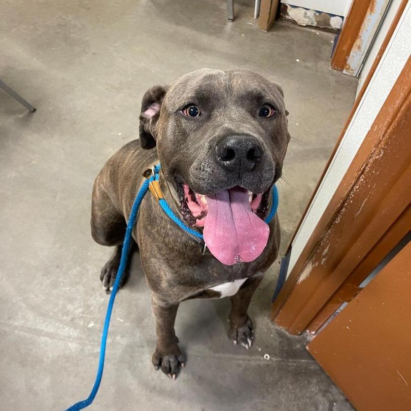 Enlarge Herbie, a Adoptable mixed breed in Park Falls, WI image 3/3