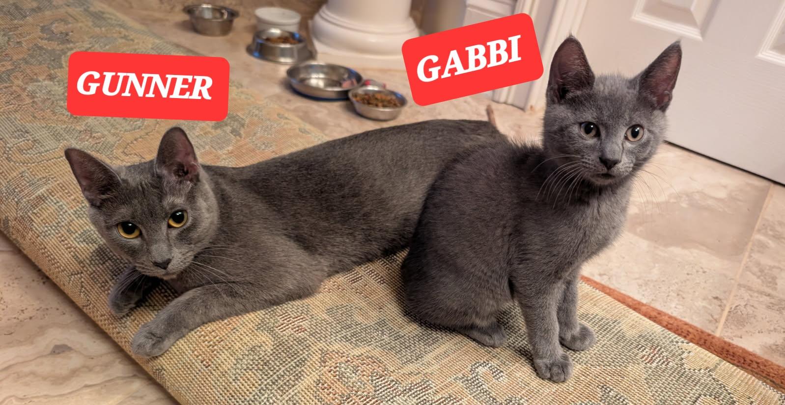 Enlarge GABBI, a ADOPTABLE mixed breed in Elgin, SC image 3/6