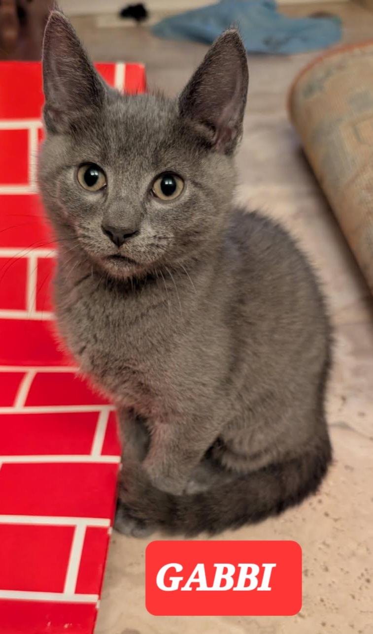 Enlarge GABBI, a ADOPTABLE mixed breed in Elgin, SC image 2/6