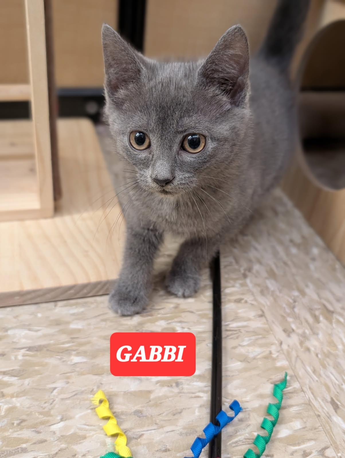 Enlarge GABBI, a ADOPTABLE mixed breed in Elgin, SC image 4/6