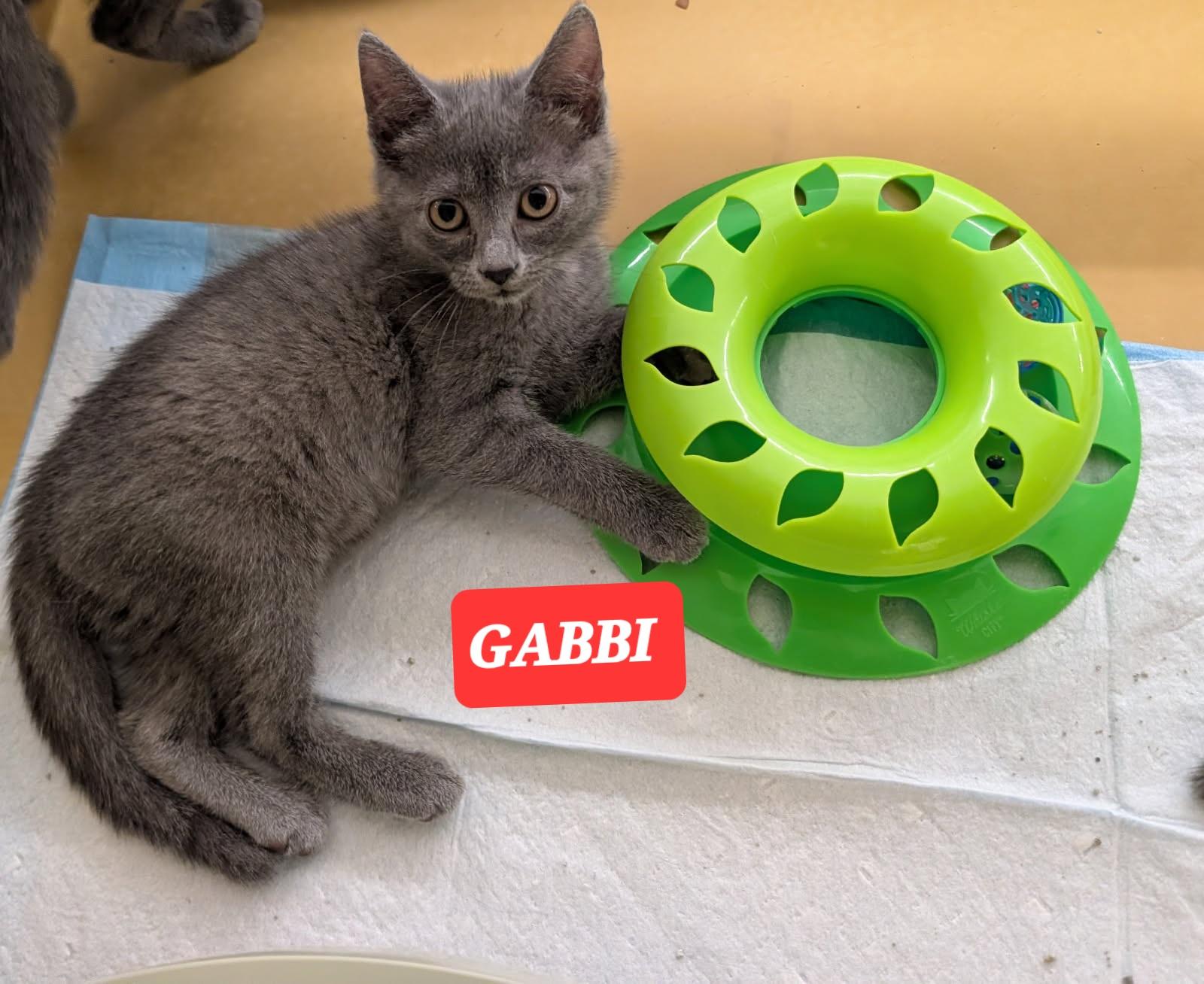GABBI, ADOPTABLE, Kitten Female American Shorthair & Russian Blue.