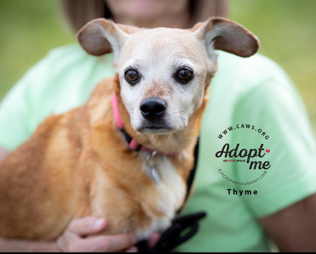 Thyme — thumbnail 3