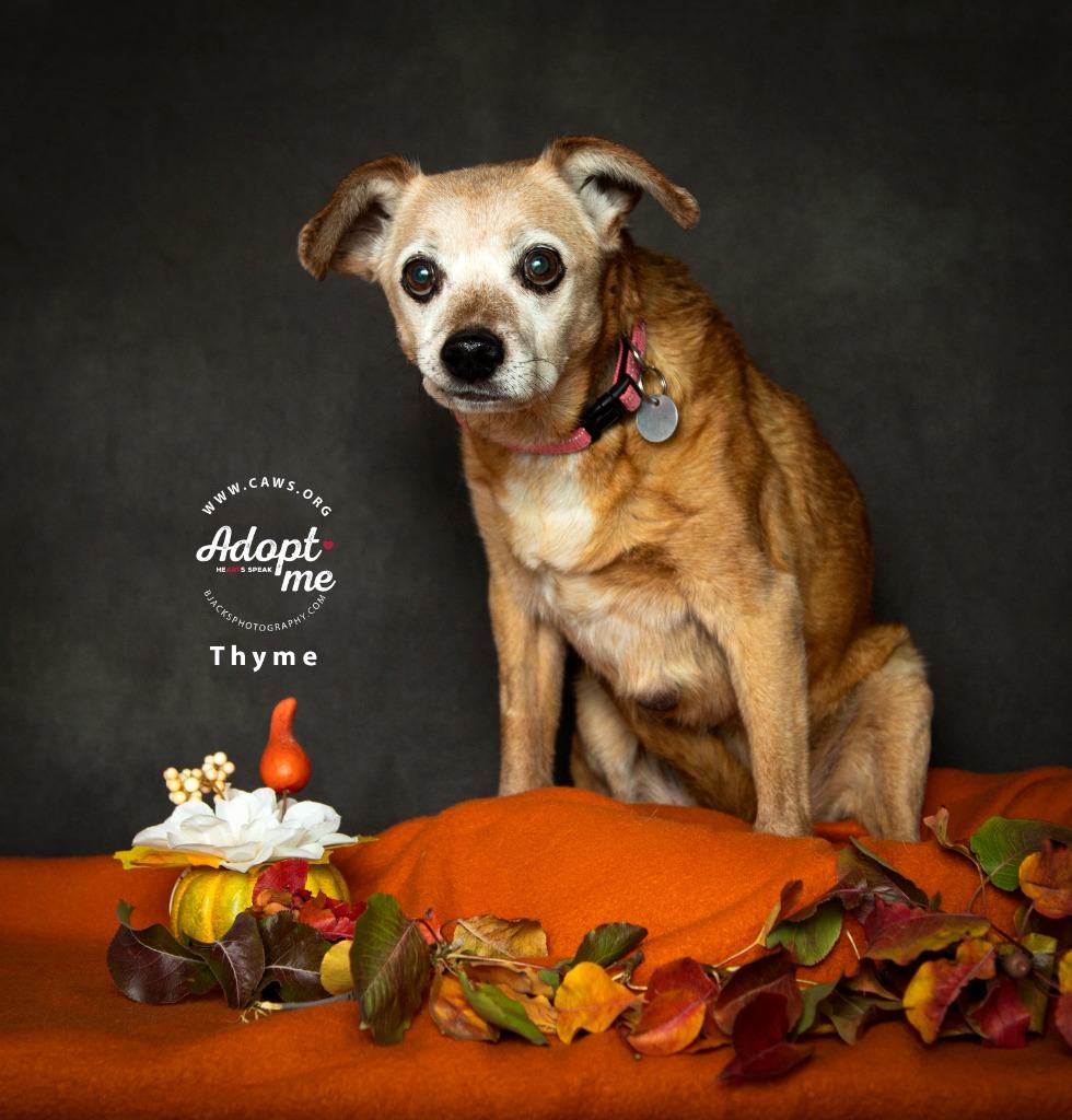 Thyme — thumbnail 4