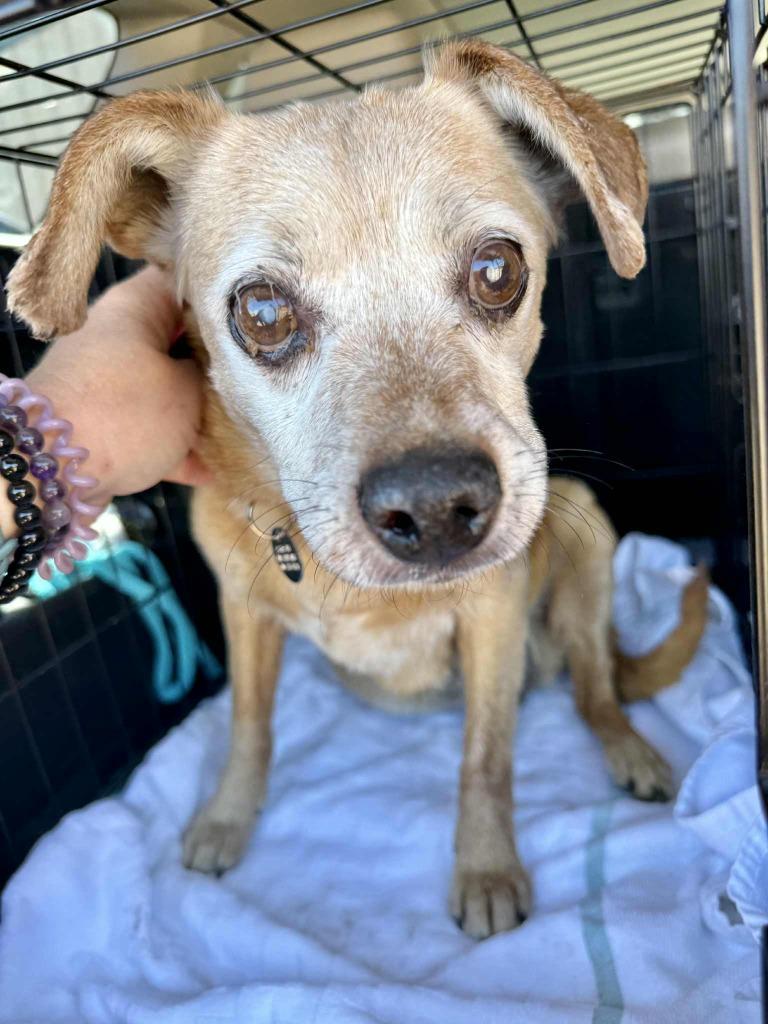 Thyme — thumbnail 6