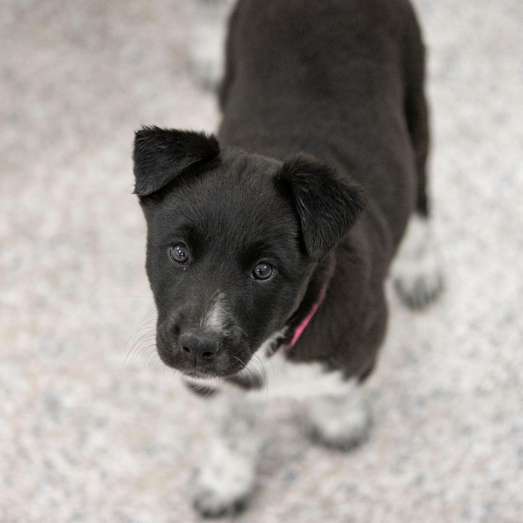 Linen (F26-11), a Adoptable mixed breed in Peyton, CO image 1/2