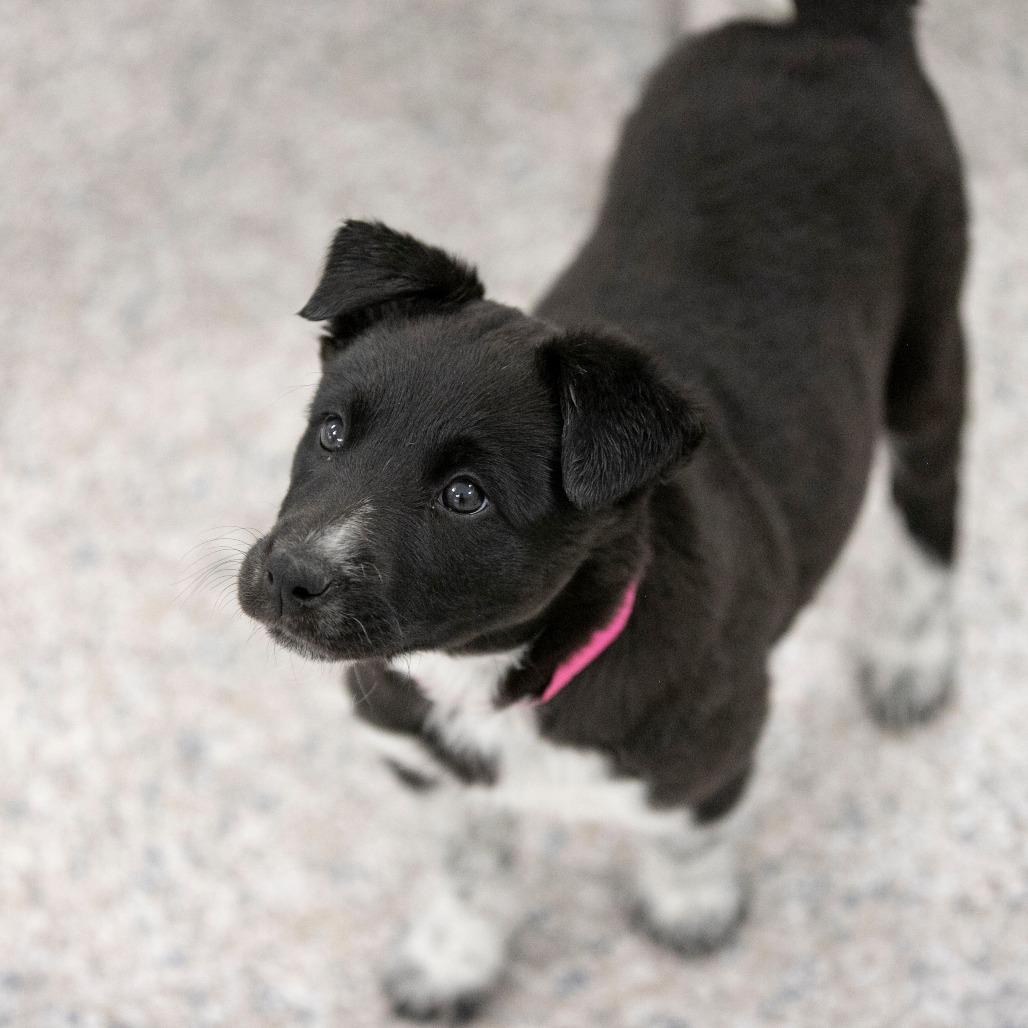 Linen (F26-11), a Adoptable mixed breed in Peyton, CO image 2/2