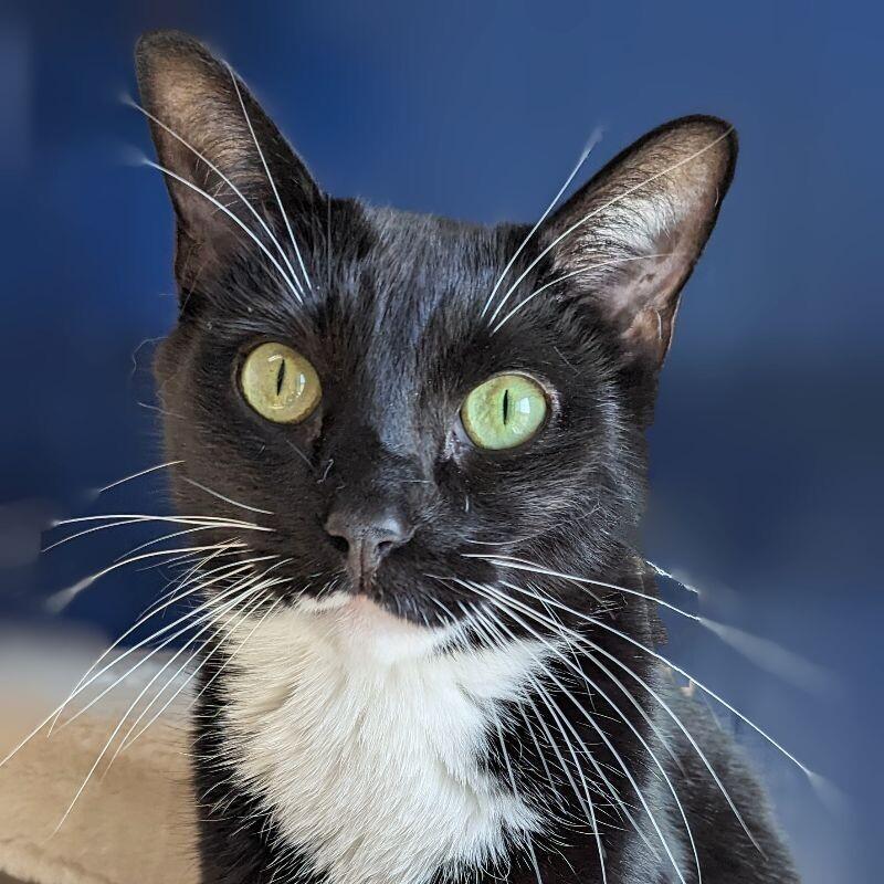 Minnow, a Adoptable Domestic Short Hair in Yankton, SD image 2/4