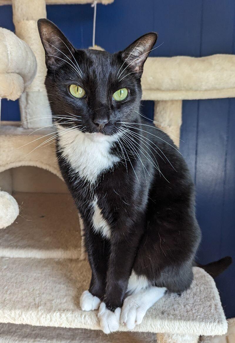 Minnow, a Adoptable Domestic Short Hair in Yankton, SD image 3/4