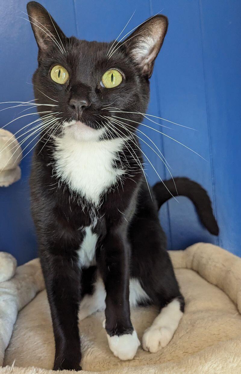 Minnow, a Adoptable Domestic Short Hair in Yankton, SD image 4/4