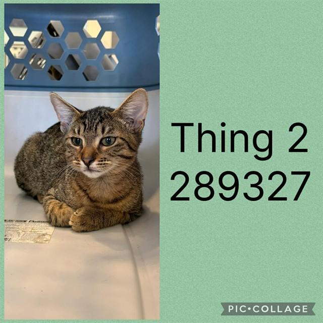 THING 2, Adoptable, Kitten Male Domestic Short Hair.