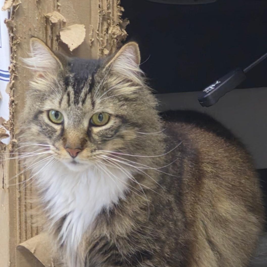 Kronk, an adopted Domestic Long Hair in SNOW HILL, NC image 1/2