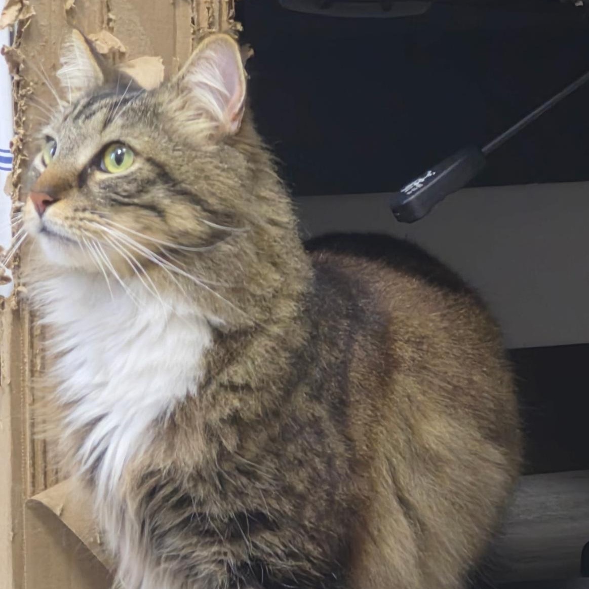 Kronk, an adopted Domestic Long Hair in SNOW HILL, NC image 2/2