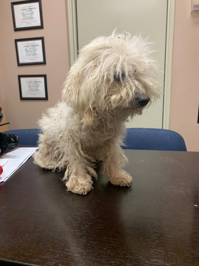 Enlarge Stray Wht Dog, a Adoptable mixed breed in Highland Village, TX image 1/1