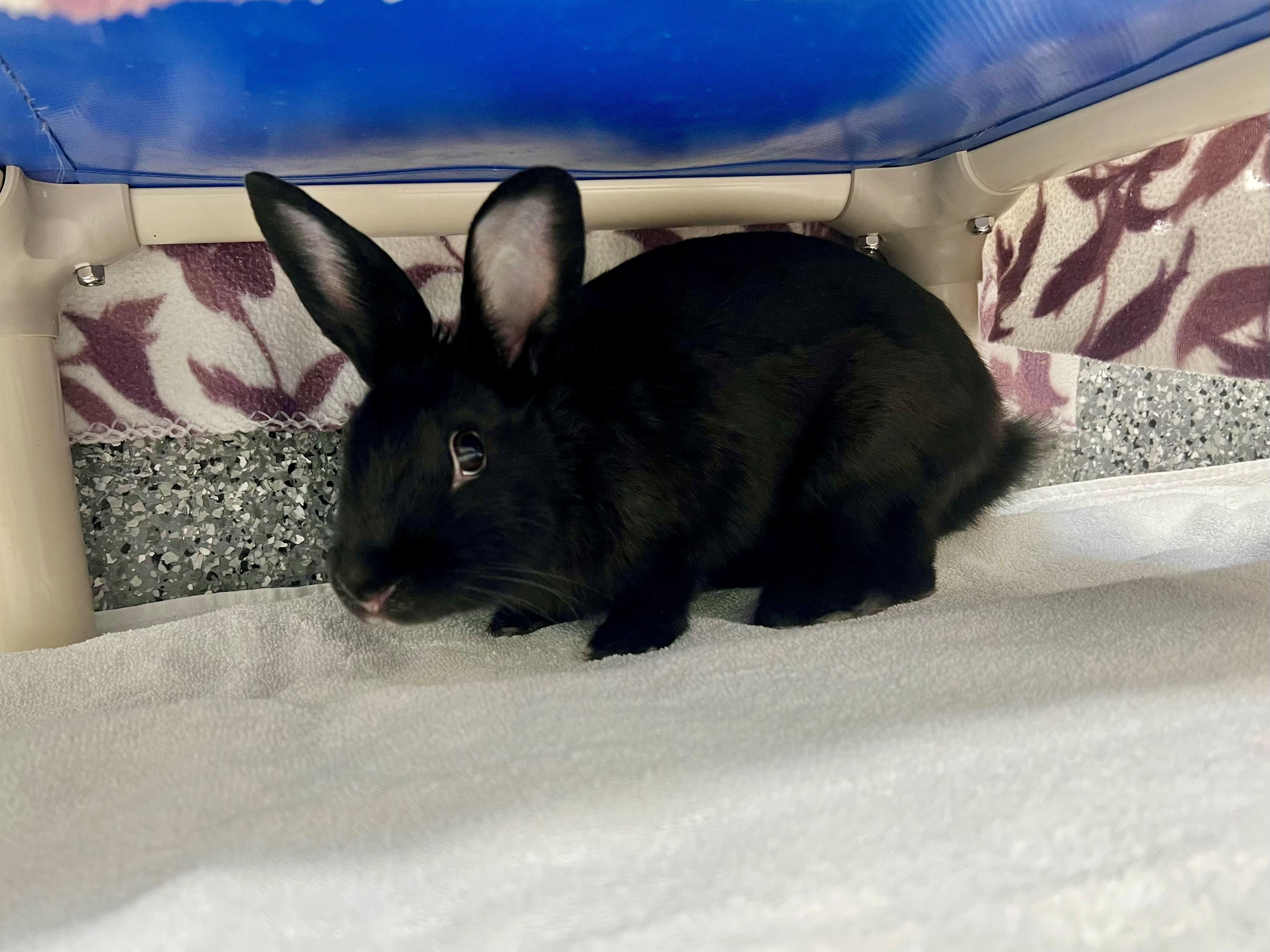 Daphne, Adoptable, Baby Female Dutch.