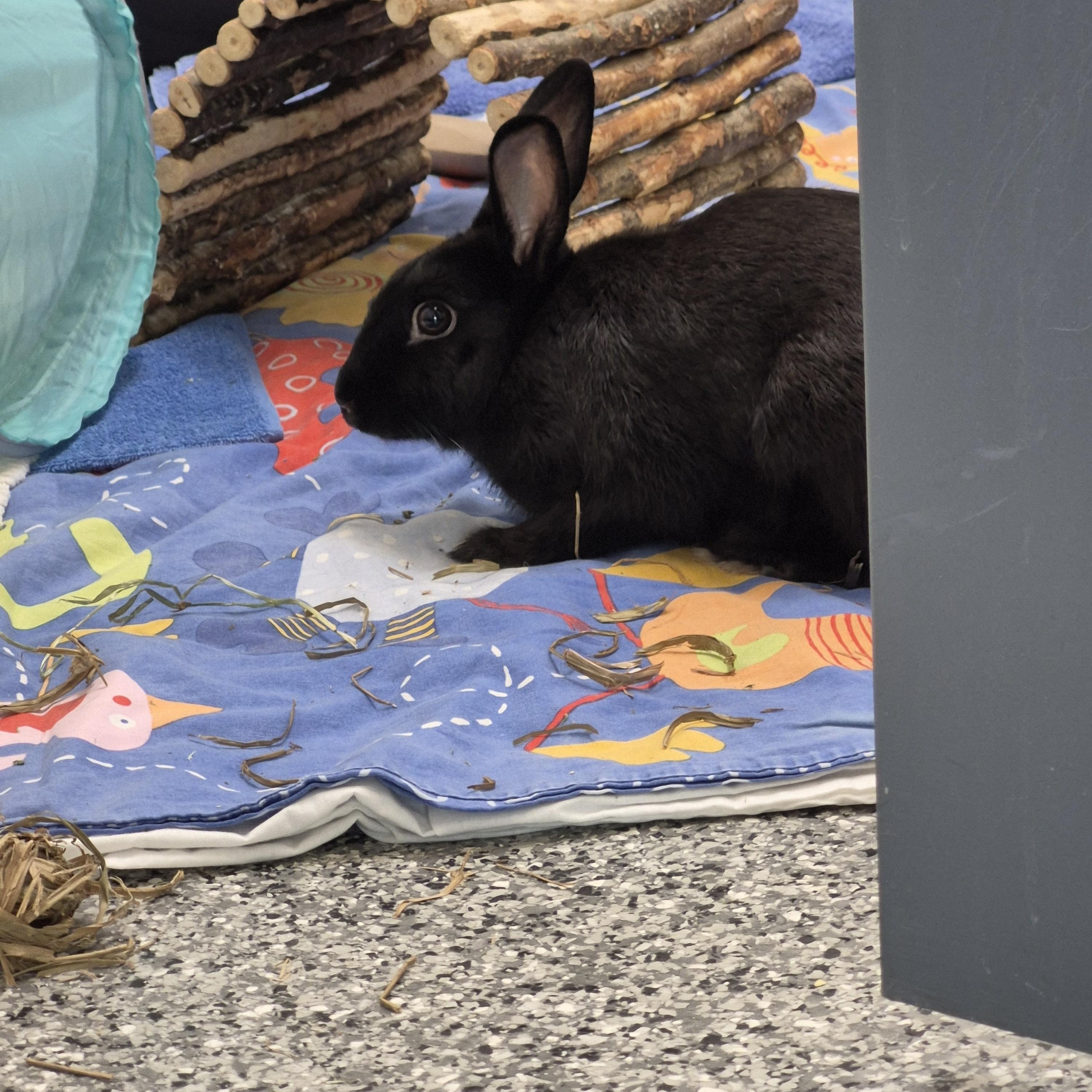 Daphne, a Adoptable mixed breed in New Westminster, BC image 2/2