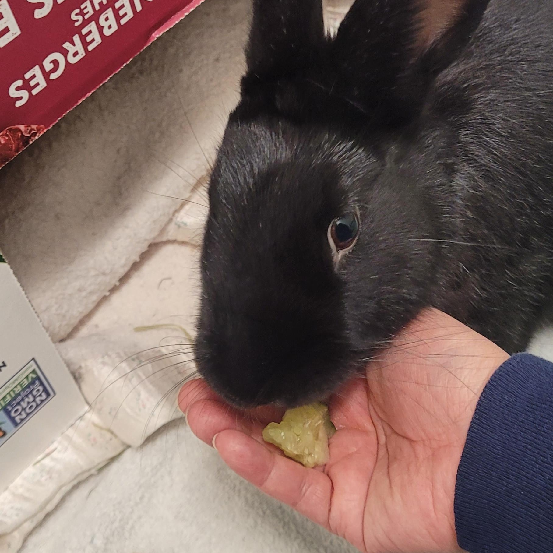 Enlarge Daphne, a Adoptable mixed breed in New Westminster, BC image 1/3