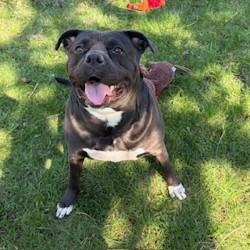 Enlarge Angel - Reduced adoption fee!, an adoptable American Bulldog in Mississauga, ON image 1/6